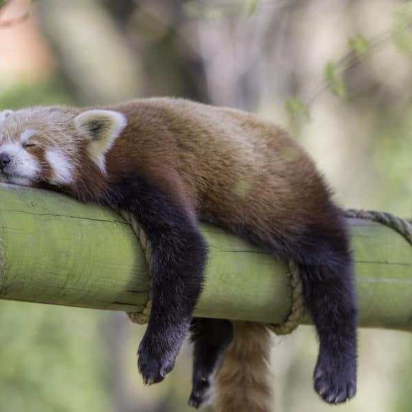Sleeping Red Panda. Funny cute animal image.